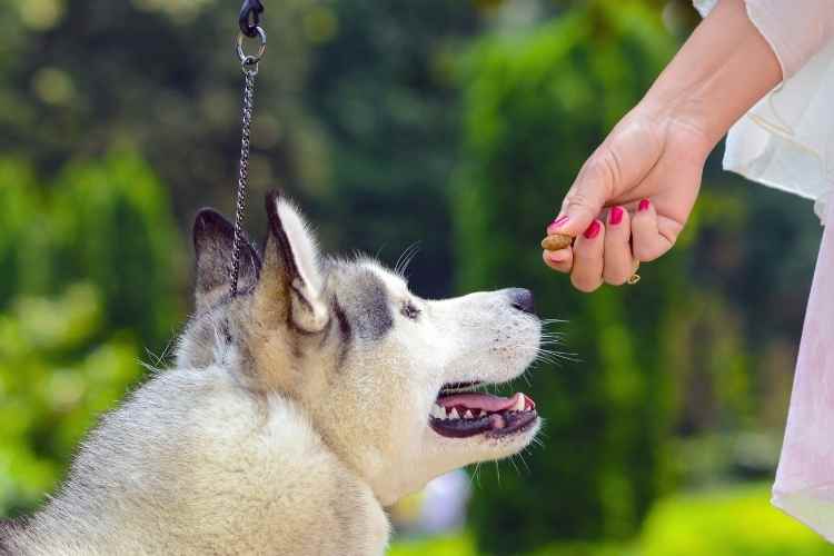 How To Feed Your Dog