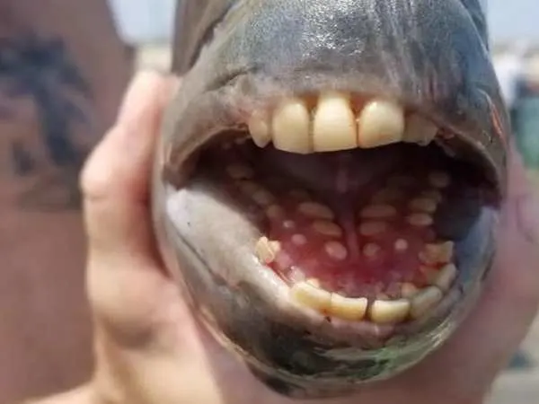 Fish With People Teeth